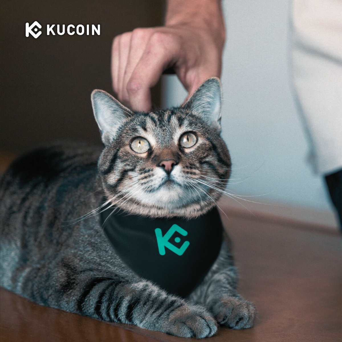 Kripto Para Borsası KuCoin'de İşlemler Devam Ediyor